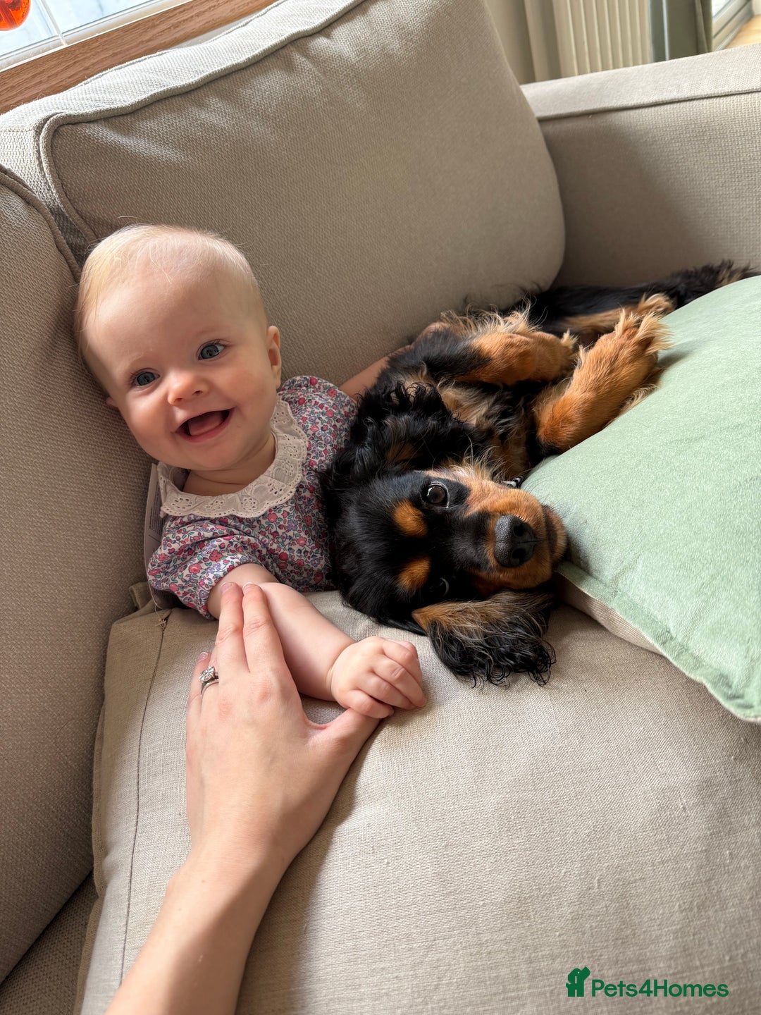 Cavalier King Charles Spaniel dogs for sale: Cavalier King Charles Spaniel Puppy - Image 6