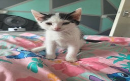 Mixed Breed cats for sale: 1 playful kitten  - Image 2