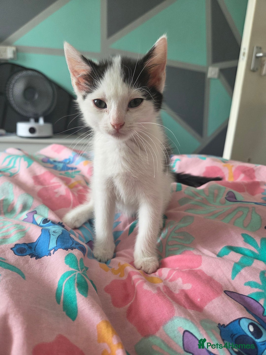 Mixed Breed cats for sale: 1 playful kitten  - Image 2