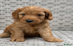 Cockapoo dogs for sale: 😍😍 F1 cockapoo puppies 😍😍 - Image 12