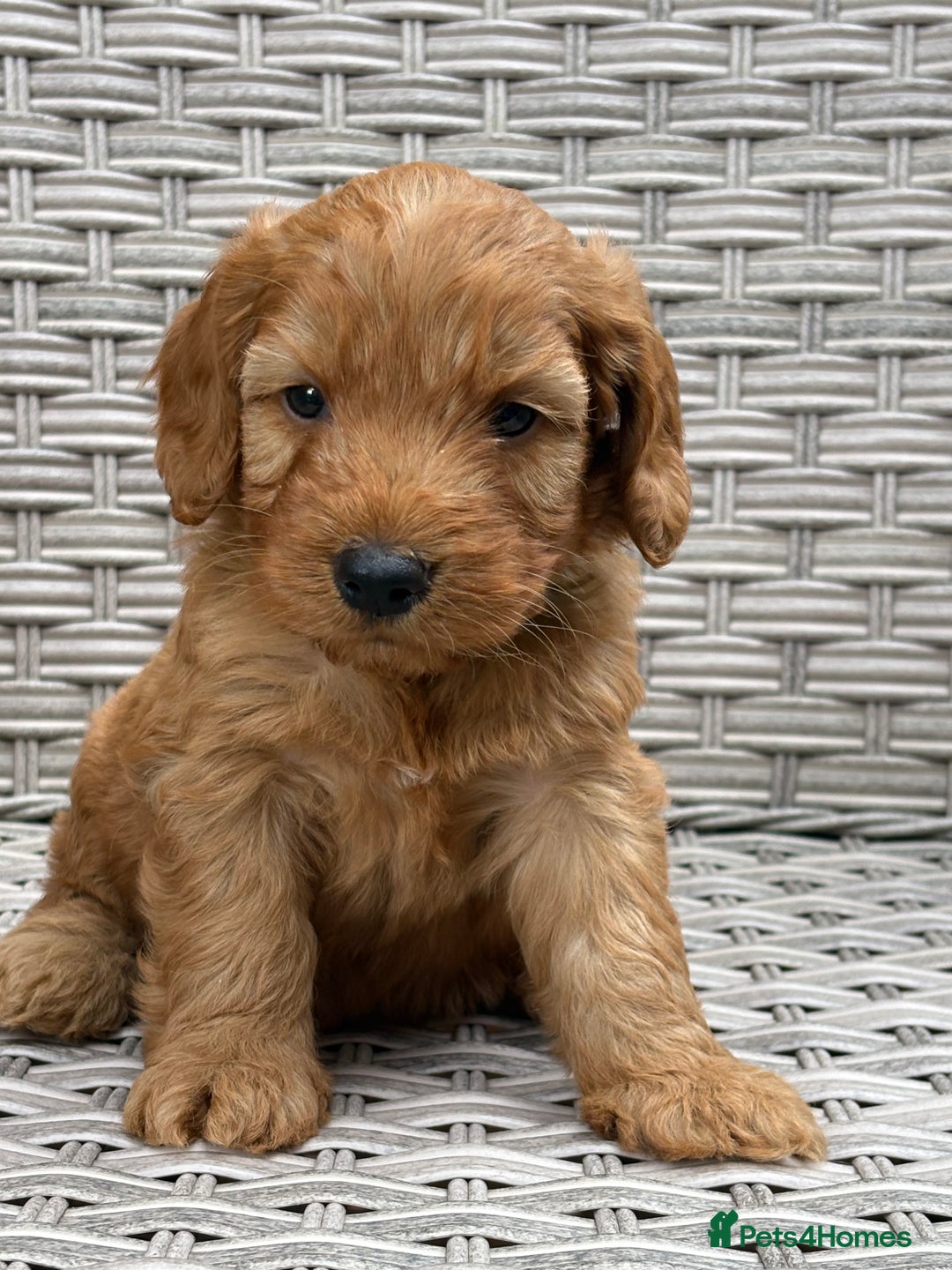 Cockapoo dogs for sale: 😍😍 F1 cockapoo puppies 😍😍 - Image 12