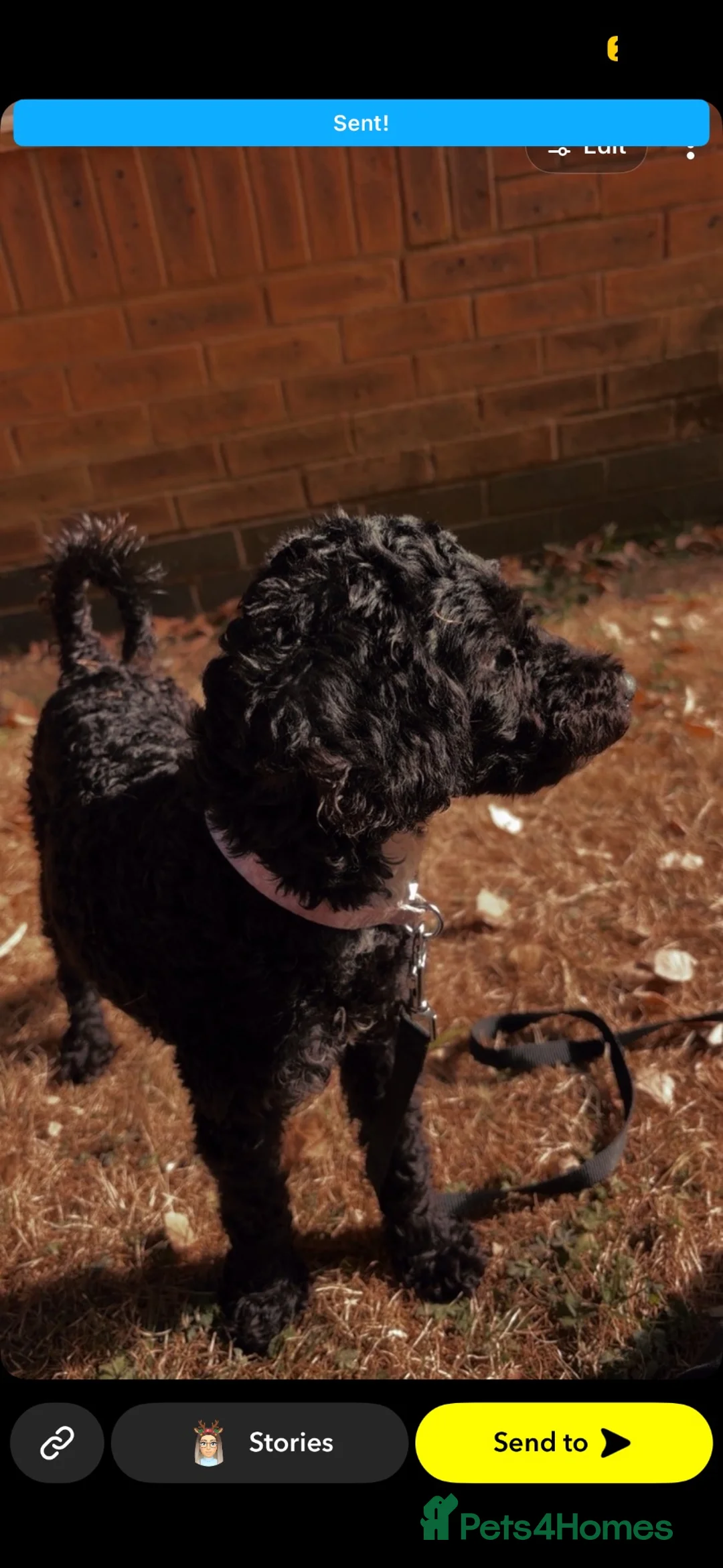 Cavapoochon dogs for adoption: Misty - Advert 2