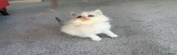 Ragdoll cats for sale: Pedigree Ragdoll babies Ready now - Advert 5