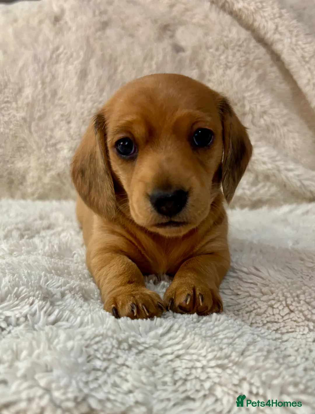 Miniature Dachshund dogs for sale: 4 Beautiful Miniature Dachshunds ❤️ in Haywards Heath - Advert 2