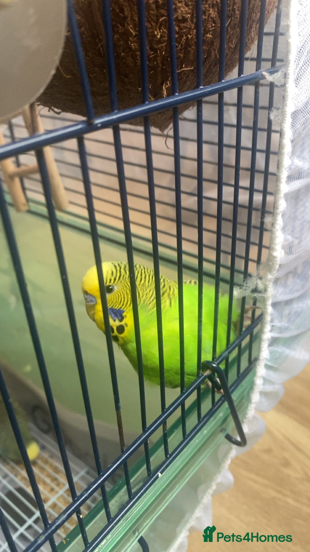 Budgerigars birds for sale: 2x Budgies with cage - Advert 2