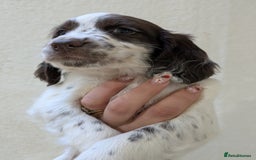 English Springer Spaniel dogs for sale: Speckled boy,playful & kind natured,HEALTH TESTED - Image 14
