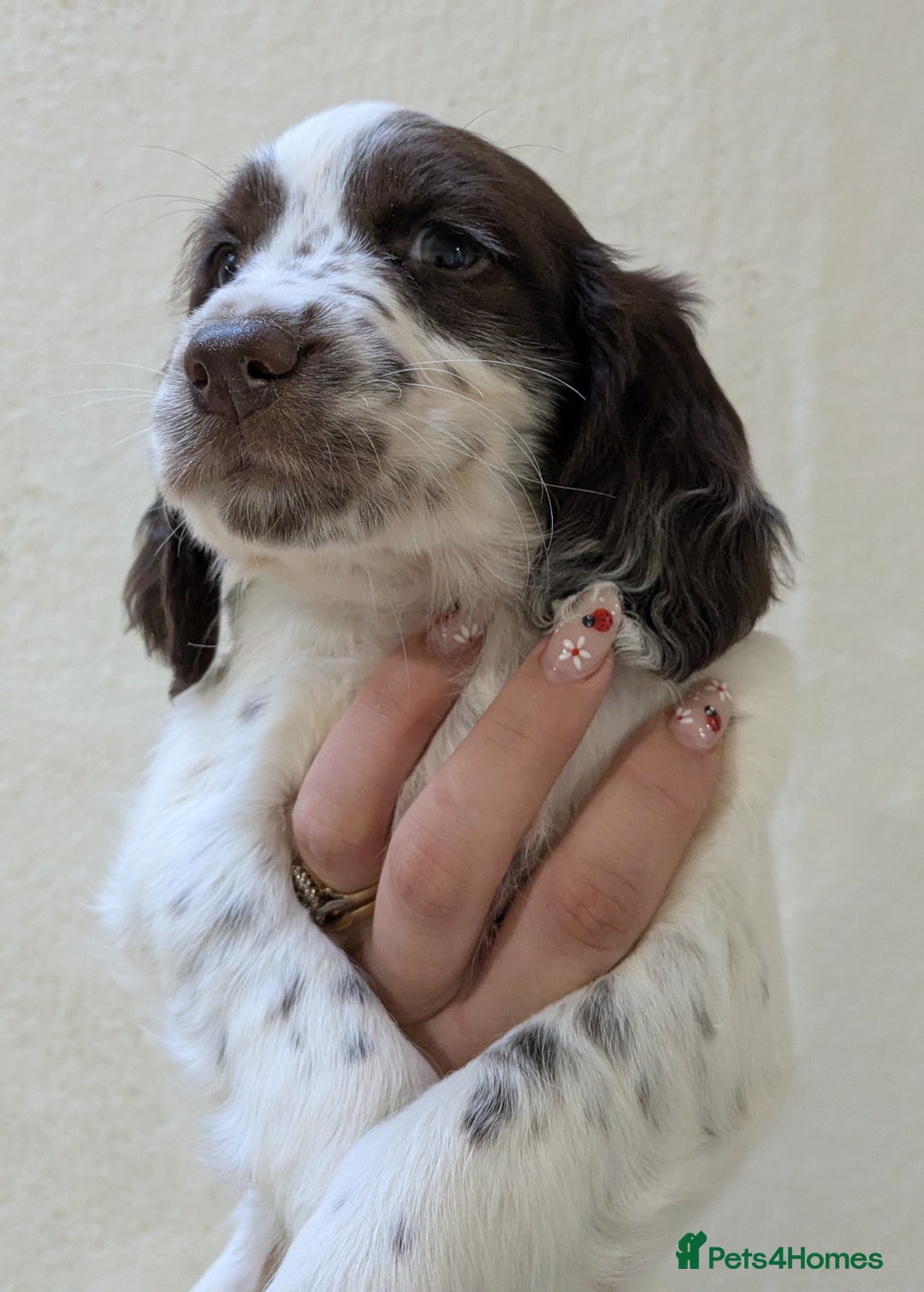 English Springer Spaniel dogs for sale: Speckled boy,playful & kind natured,HEALTH TESTED - Image 14