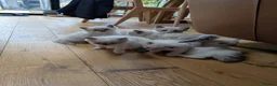 Ragdoll cats for sale: Adorable little Ragdolls  - Advert 6