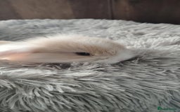 Mini Lop rabbits for sale: Beautiful Mini Lop Babies - 6 to choose from  - Image 29