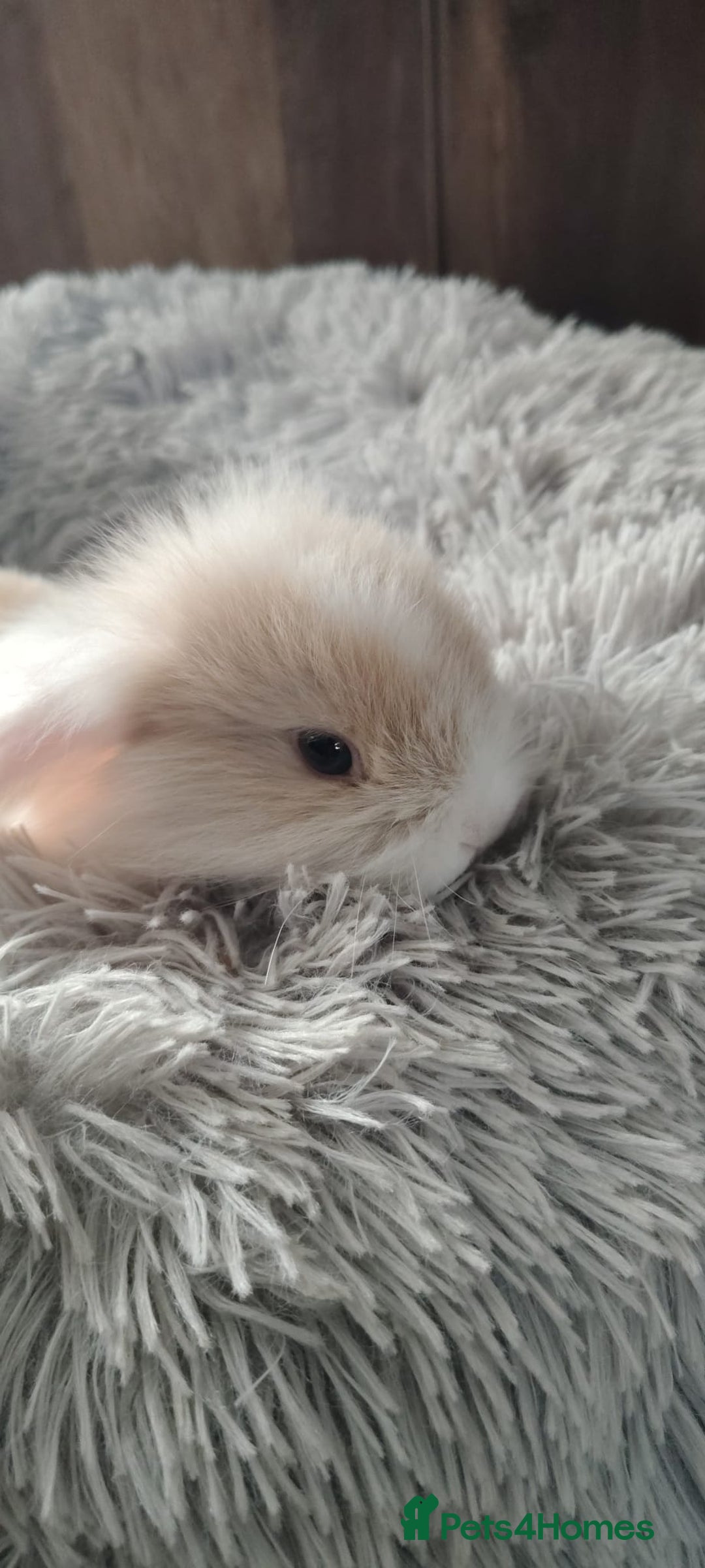 Mini Lop rabbits for sale: Beautiful Mini Lop Babies - 6 to choose from  - Image 29