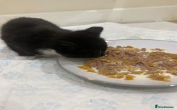Mixed Breed cats for sale: 3 mixed breed kittens - Image 4