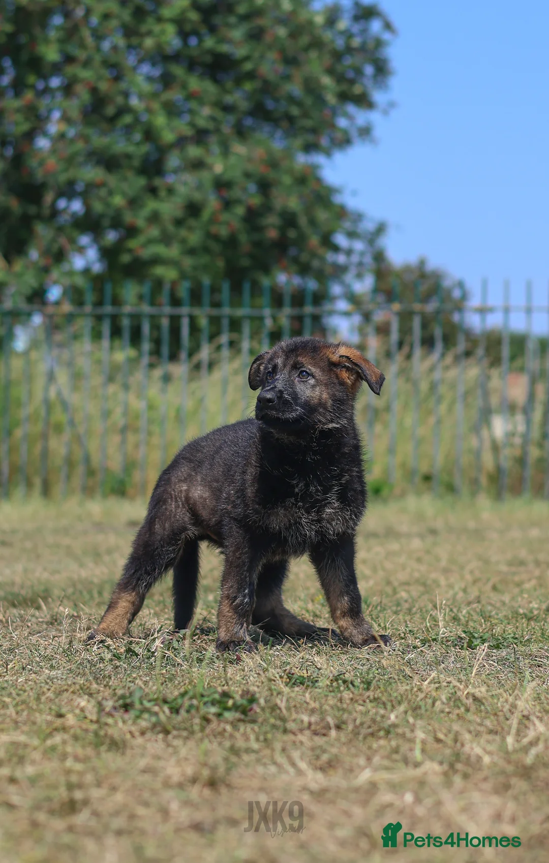 German Shepherd dogs for sale: kc reg working line GSD in Liverpool - Advert 8