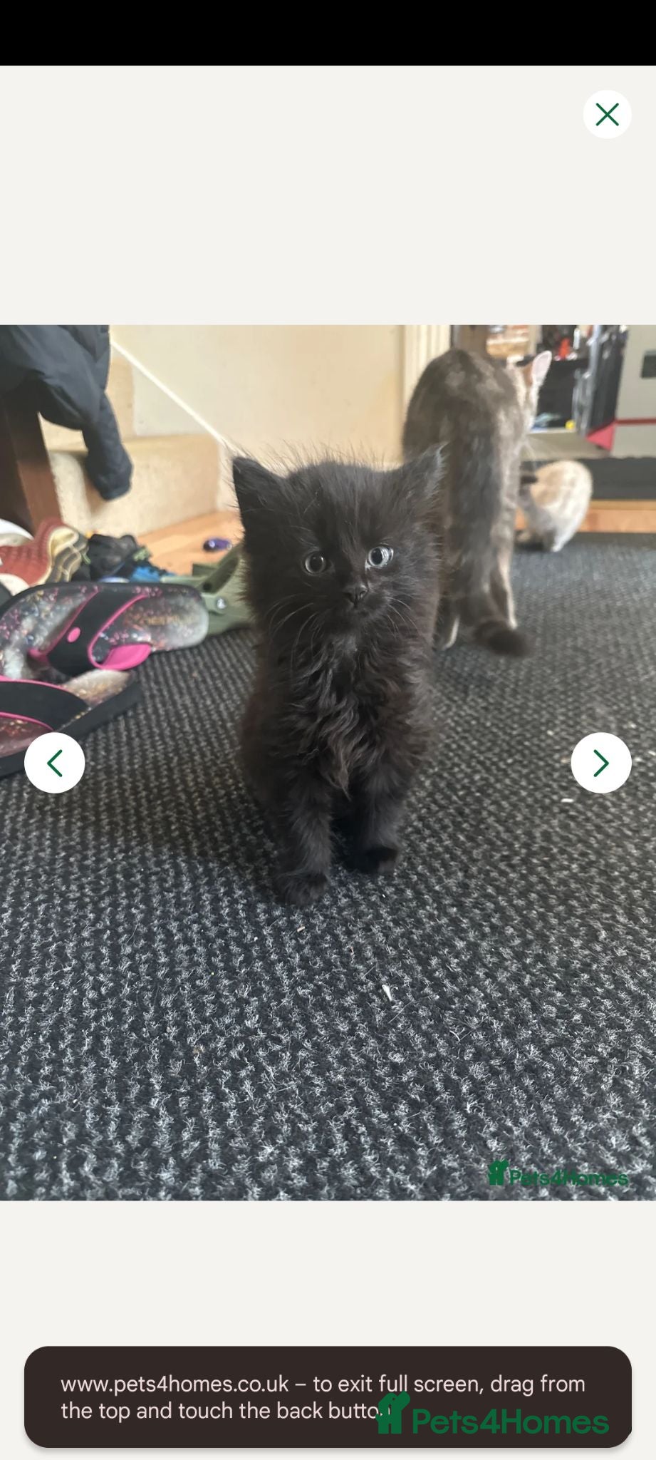Mixed Breed cats 9 week old fluffy kitten - Advert 1