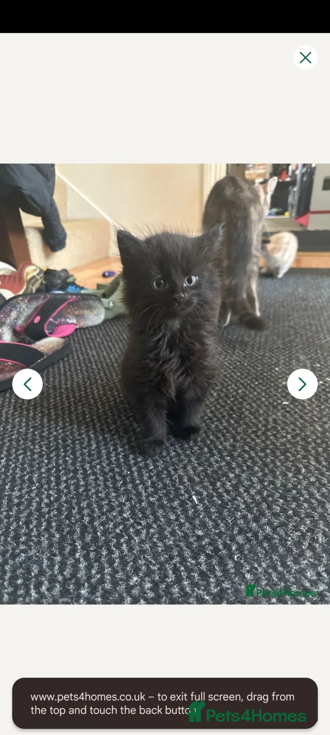 Mixed Breed cats for sale: 9 week old fluffy kitten in Exeter - Advert 1