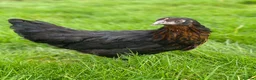 Chickens poultry for sale: Various Point of Lay Female Chickens - Advert 4