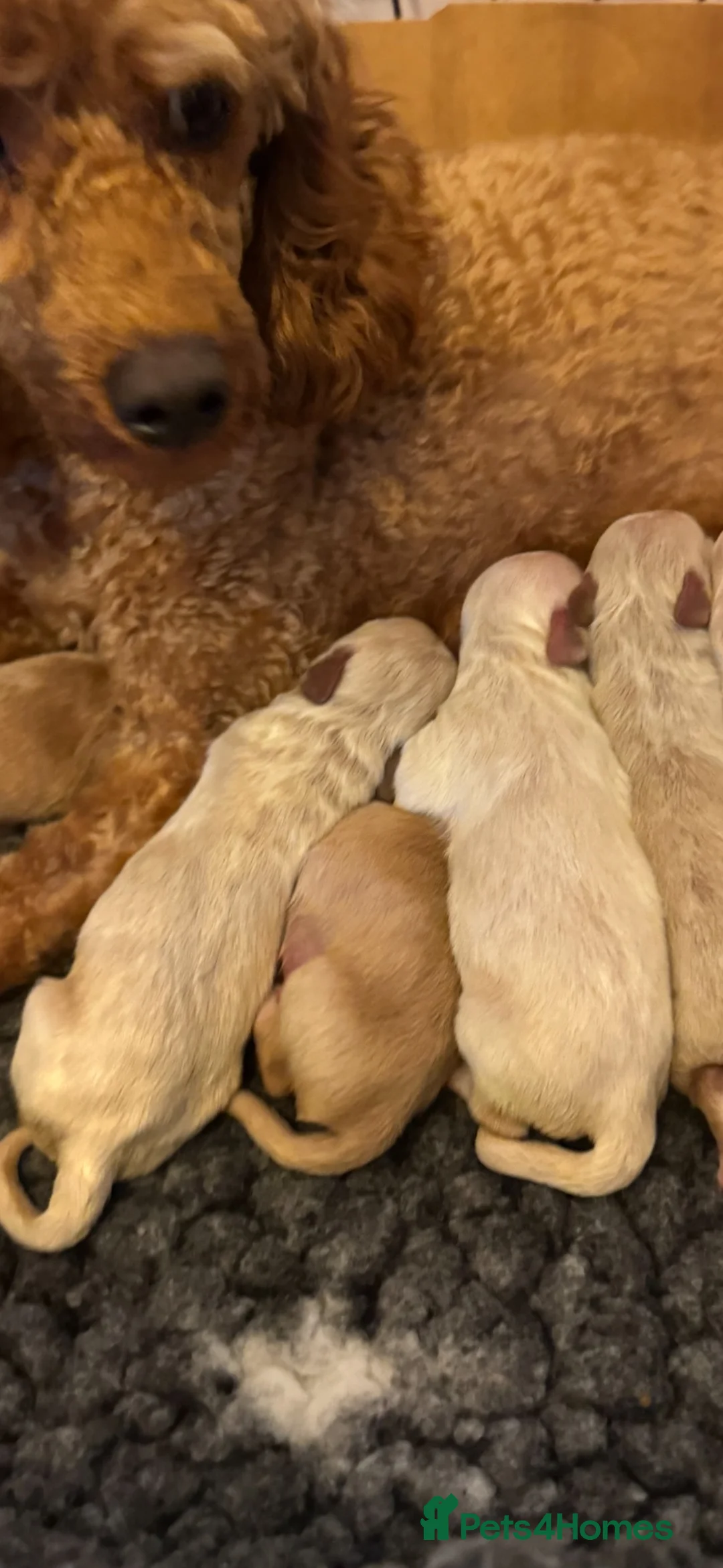 Maltipoo dogs for sale: Teddy bear maltipoo puppies  - Advert 10