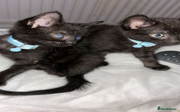 Maine Coon cats for sale: 4 main coon kittens  - Image 5