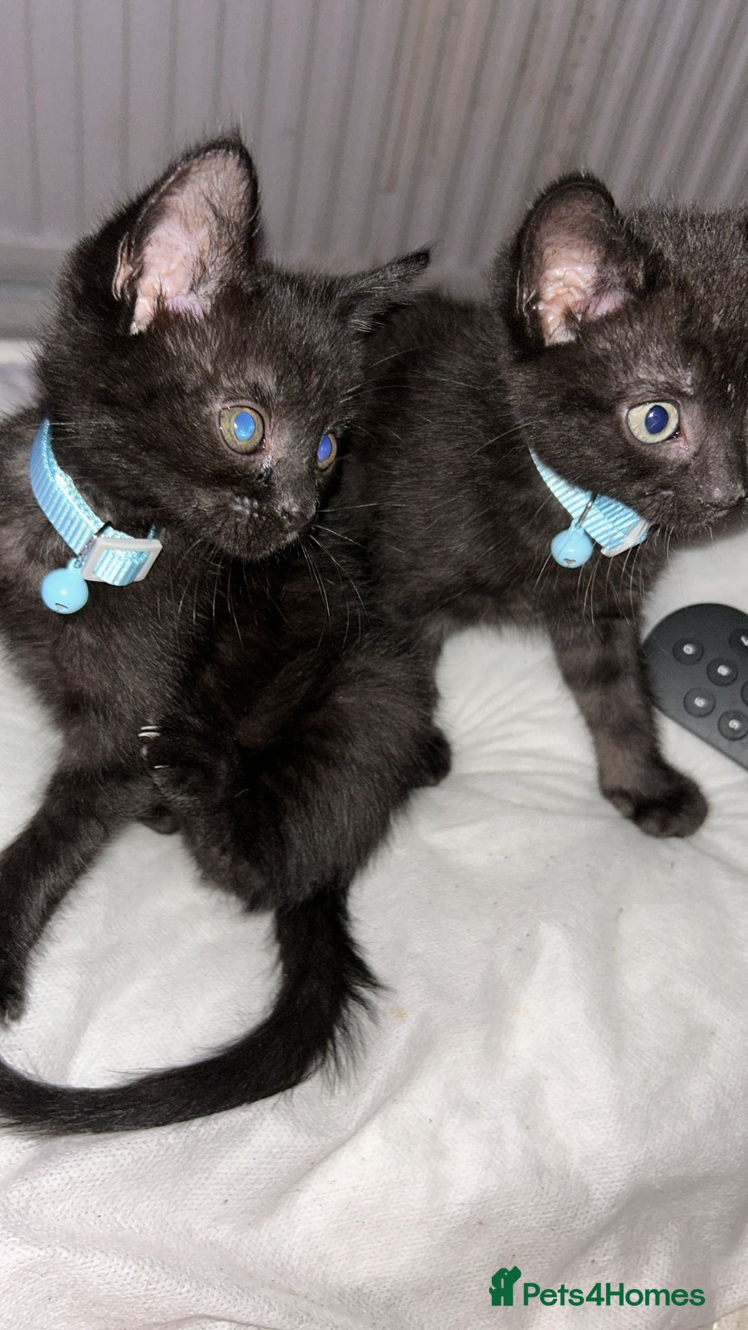 Maine Coon cats for sale: 4 main coon kittens  - Image 5