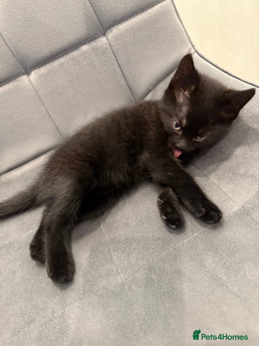 Mixed Breed cats for sale: Kittens for sale - Advert 10