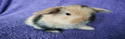 Mini Lop rabbits for sale: Baby mini lop rabbits for sale  - Advert 1