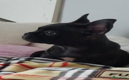 French Bulldog dogs for stud: Blue fawn white mariel  - Image 7