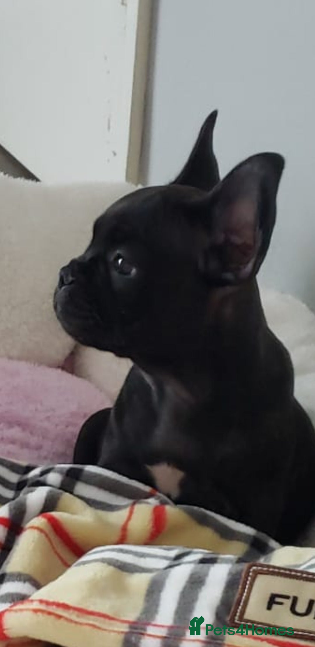 French Bulldog dogs for stud: Blue fawn white mariel  - Image 7