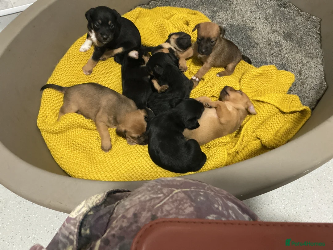 Mixed Breed dogs for sale: Patterdale x Lakeland russel keeper bred in Consett - Advert 4