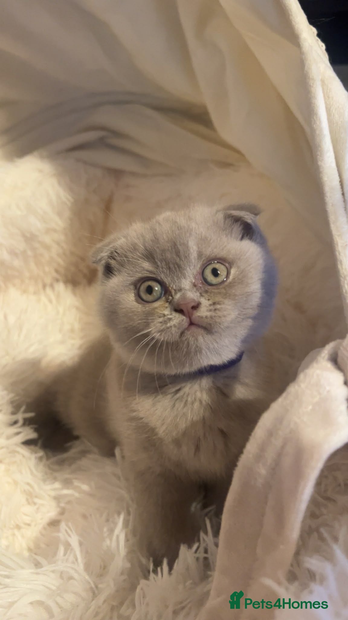 Scottish Fold cats for sale: Stunning Lilac Scottish Fold × BSH Kittens - Advert 1