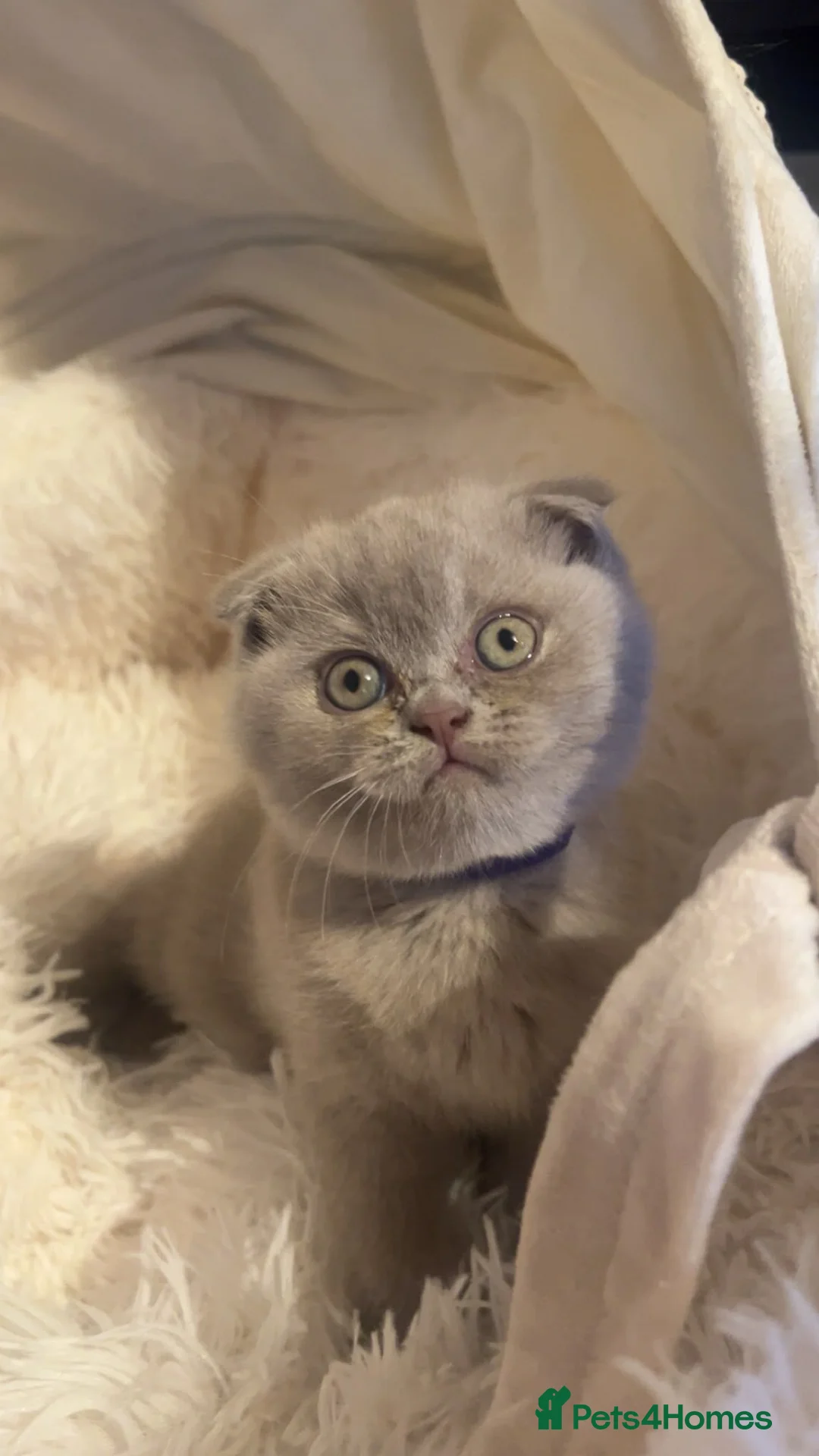 Scottish Fold cats for sale: Stunning Lilac Scottish Fold × BSH Kittens - Advert 1