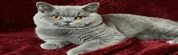 British Shorthair cats for sale: GCCF British Shorthair Boy Stunning Amber Eyes Now - Advert 4