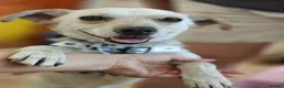 Mixed Breed dogs for adoption: 💙SIMBA💙 - A SOFT LITTLE SOUL - Advert 1