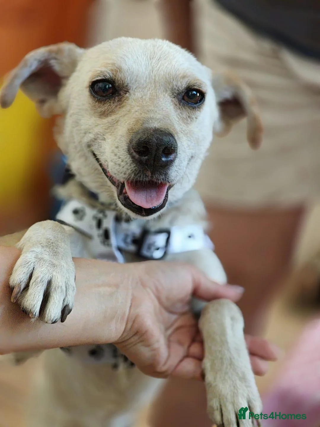 Mixed Breed dogs for adoption: 💙SIMBA💙 - A SOFT LITTLE SOUL - Advert 1