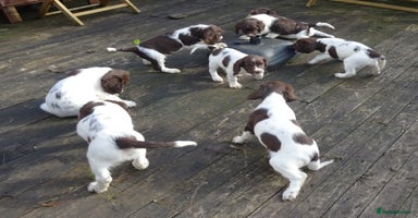 English Springer Spaniel dogs - Advert 8