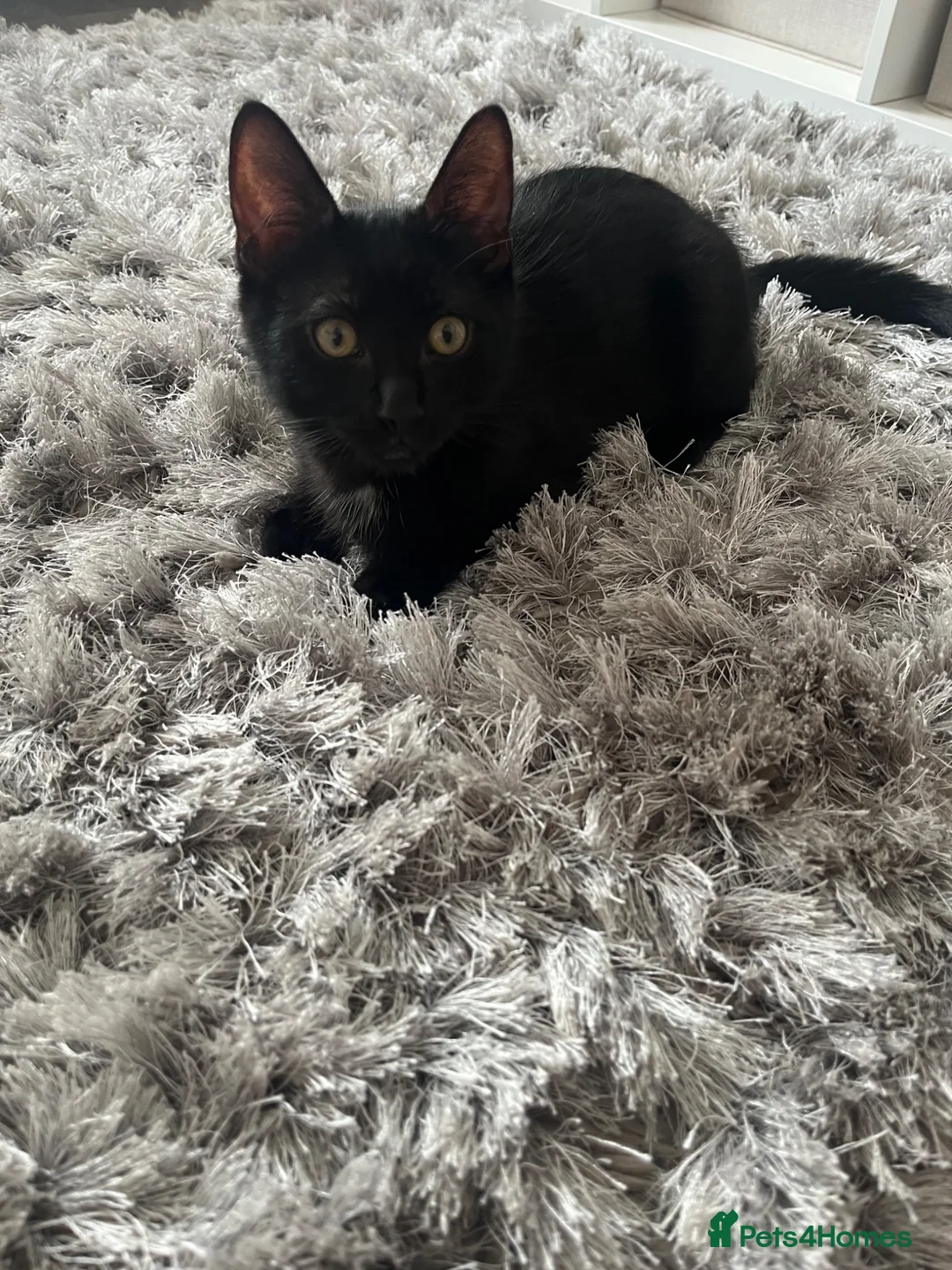 Mixed Breed cats for sale: 12 week old boy  - Advert 2