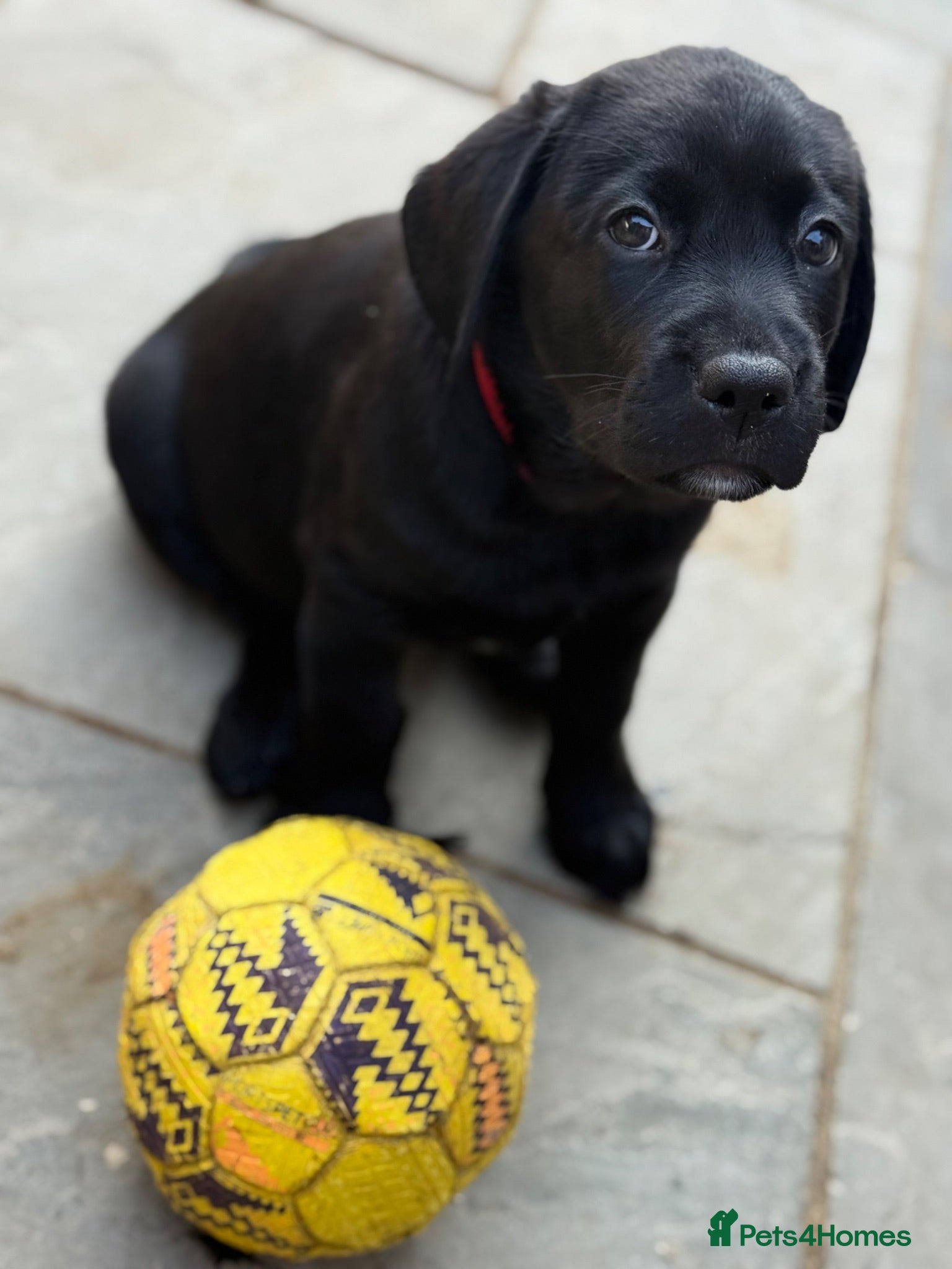 Labrador Retriever dogs Gorgeous Black Labrador Puppies  - Advert 2