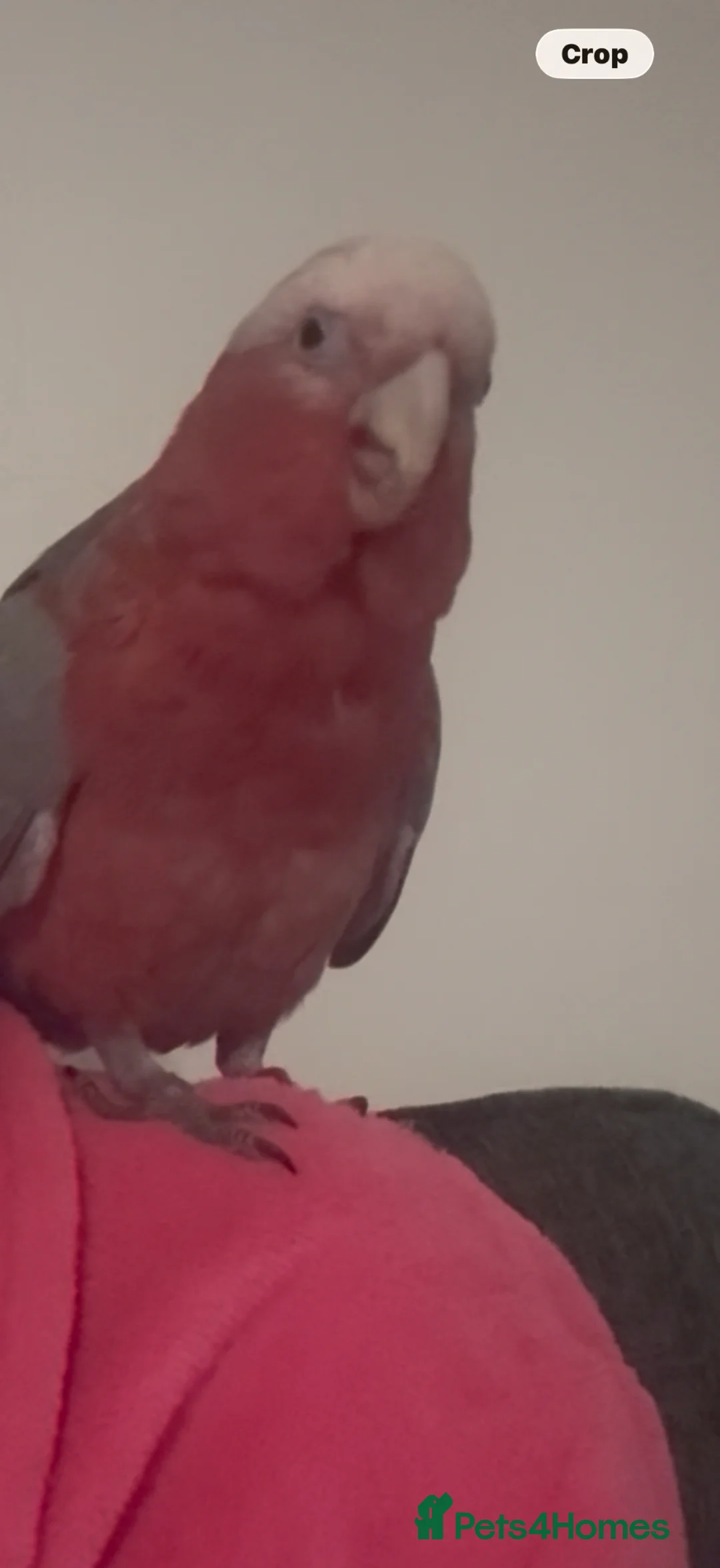 Cockatoo birds for sale: Cockatoo galah  - Advert 12