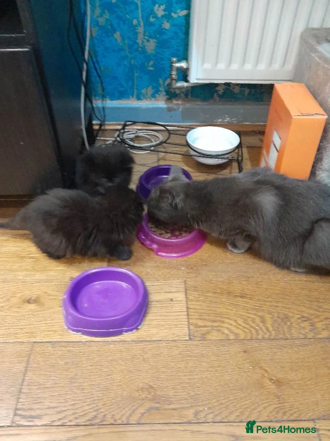 British Shorthair cats for sale: Beautifull kittens seeking there forever home - Advert 6