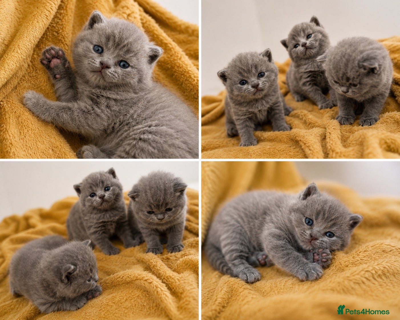 British Shorthair cats British shorthair kittens💛 - Advert 1