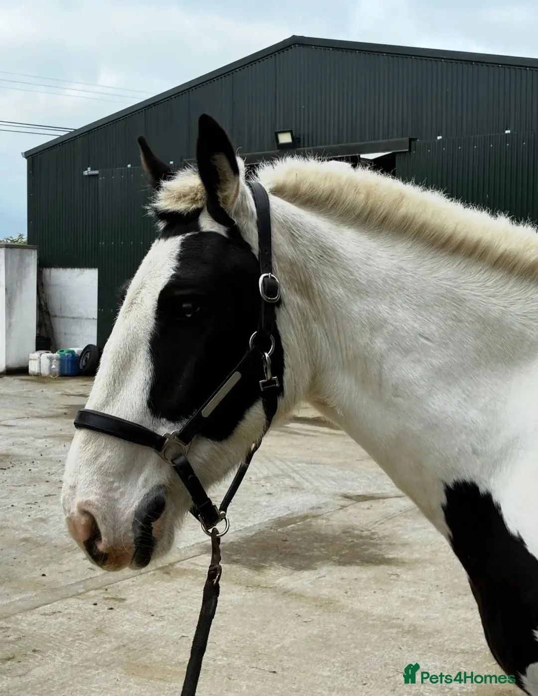 Irish Cob horses for sale: Beautiful Two Mare ponies for sale  in Bristol - Advert 4