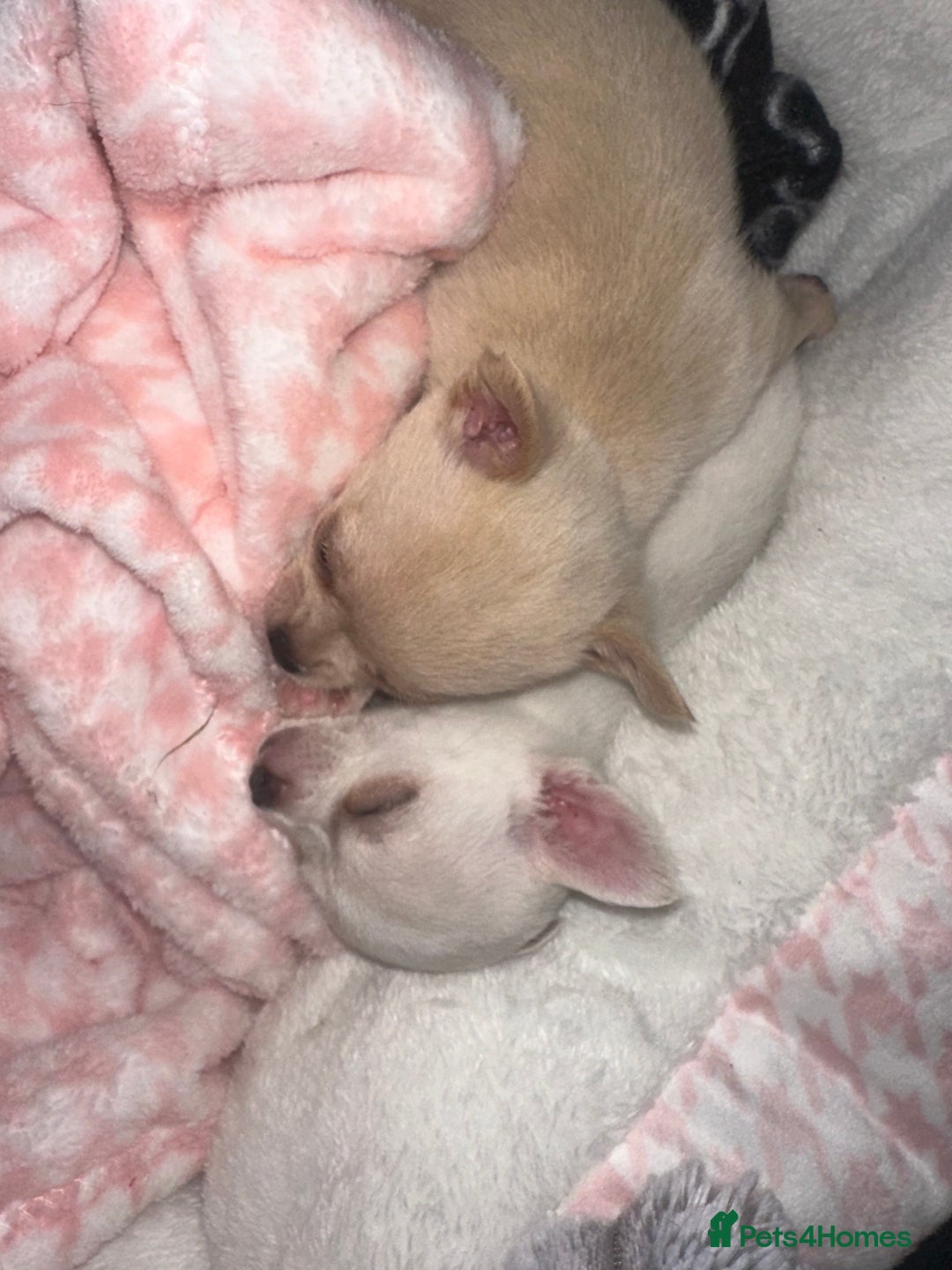Chihuahua dogs for sale: Beautiful tiny girls chihuahuas  - Image 1