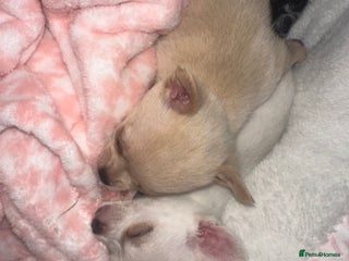 Chihuahua dogs - Advert 8