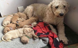 Mixed Breed dogs for sale: Multi generational goldendoodle puppies - Image 7