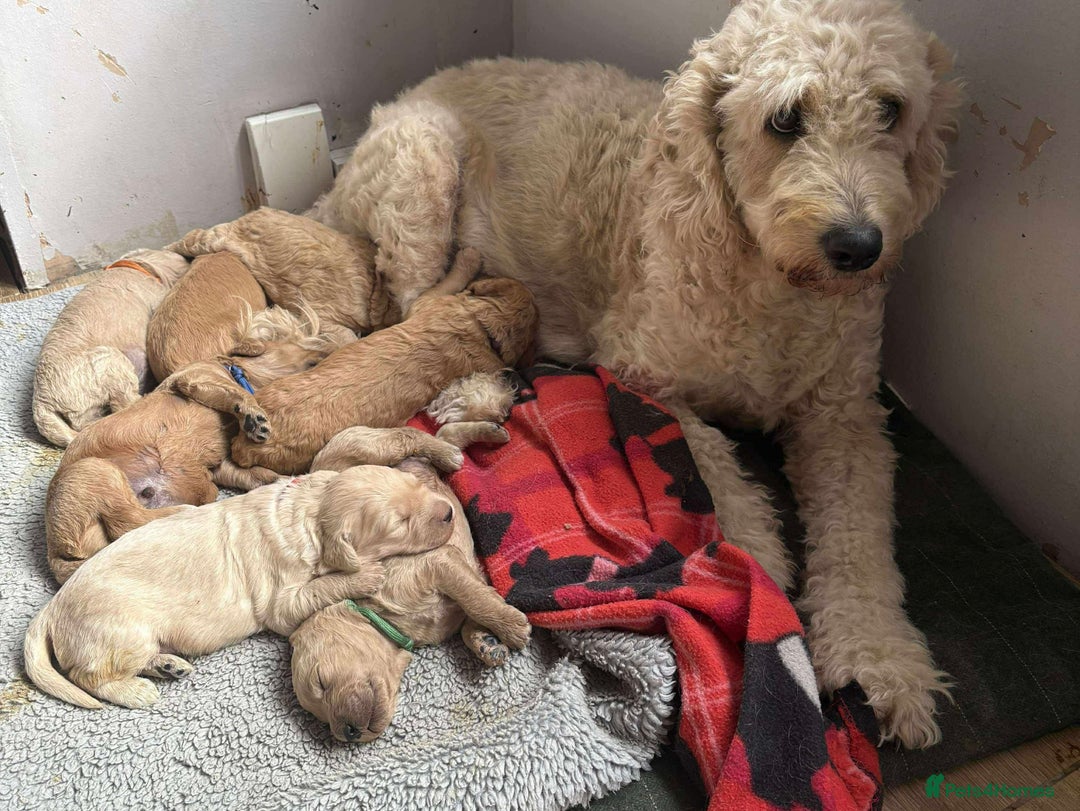 Mixed Breed dogs for sale: Multi generational goldendoodle puppies - Image 7