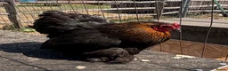 Chickens poultry for sale: Various chickens available  - Advert 4