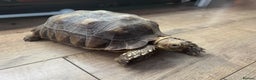 Tortoise reptiles for sale: Sulcata tortoise  - Advert 1