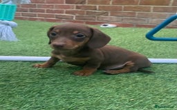 Miniature Dachshund dogs for sale: Kc reg min  Dachshund babies  - Image 24
