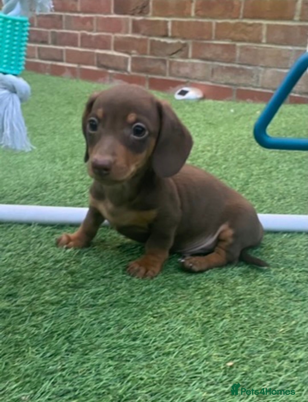 Miniature Dachshund dogs for sale: Kc reg min  Dachshund babies  - Image 24