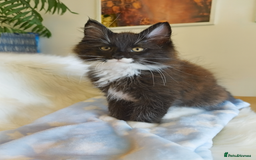 Maine Coon cats for sale: Maine Coon Kittens - Fluffy Chaos Incoming - Image 5
