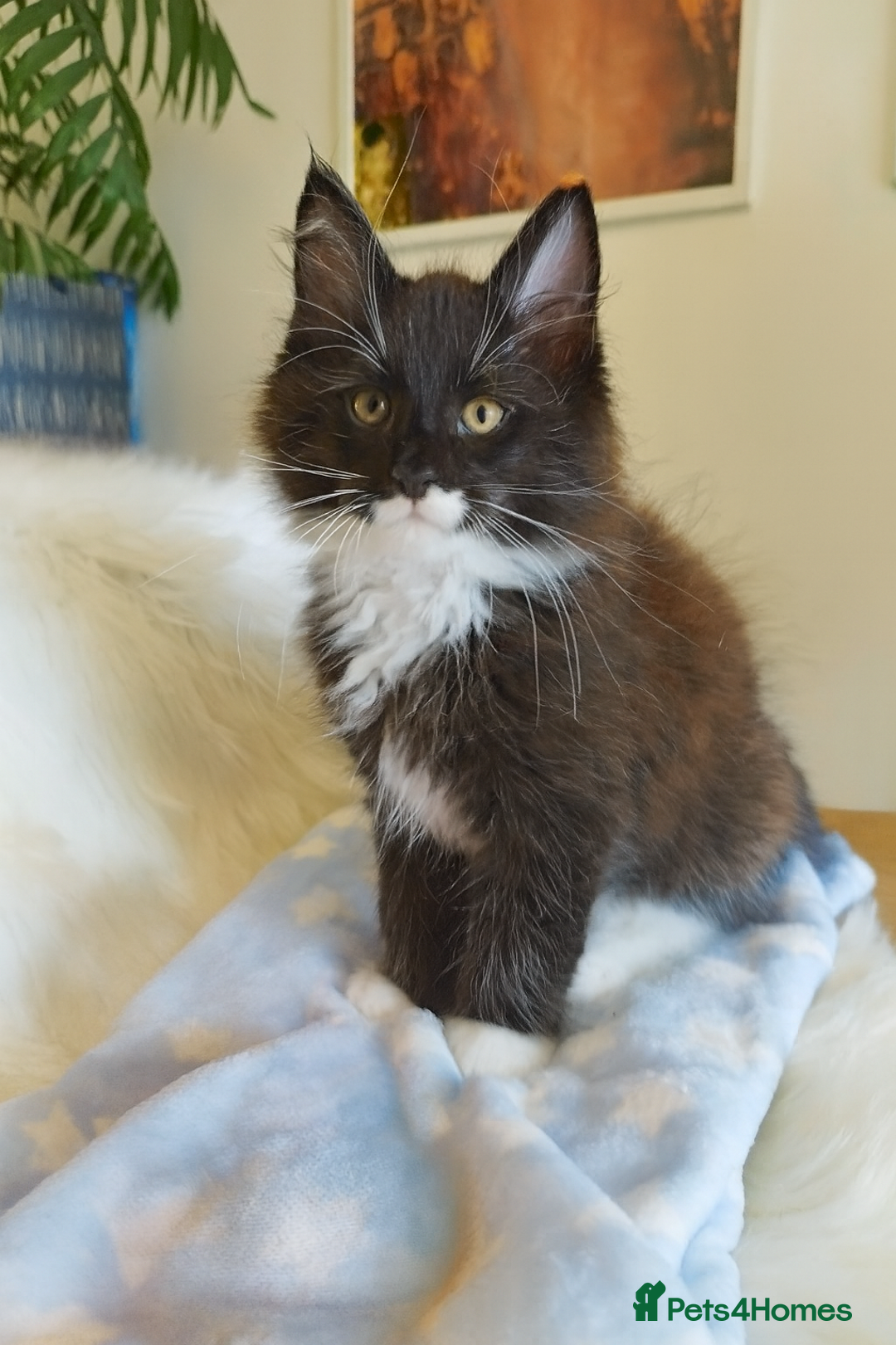 Maine Coon cats for sale: Maine Coon Kittens - Fluffy Chaos Incoming - Image 5