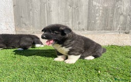 Akita dogs for sale: American Akita Puppys for sale  - Image 16